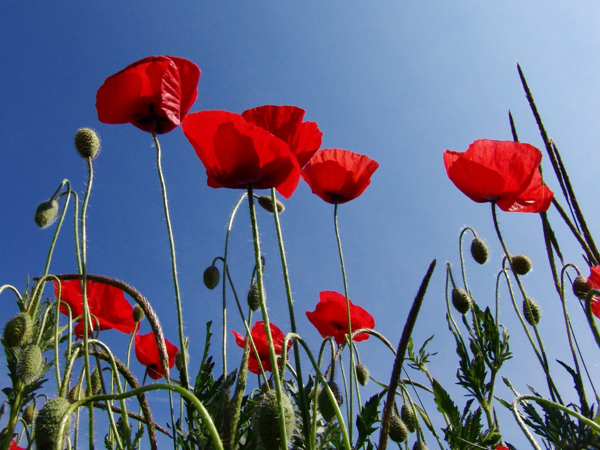 The Australia Diary - day 9 - The Tall Poppy Syndrome - thinking business